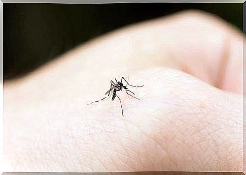 mosquito on hand