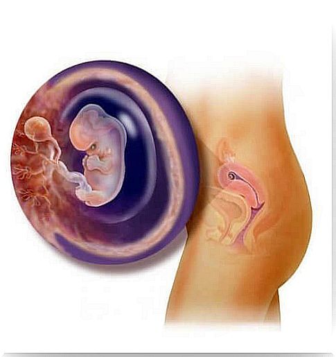 Fetal development