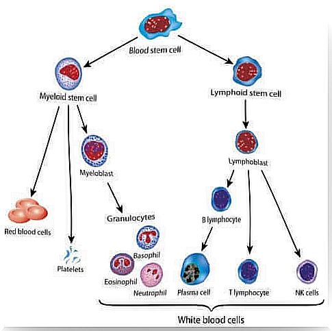 leukemia: stem cell that gives rise to different cells in the blood