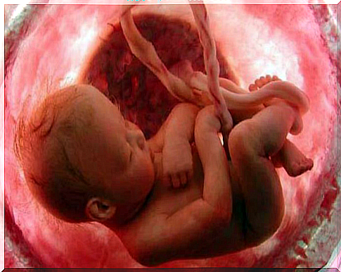 Baby in the womb