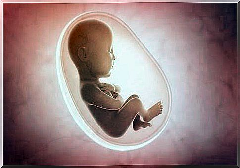 illustration of fetus